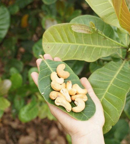 pexels hatdieubaokhanh com 2155729267 34424388