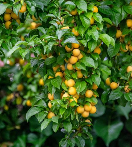 pexels strannik sk 33239073